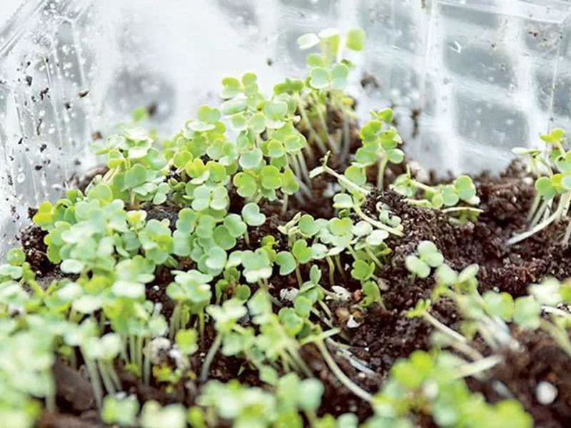 便攜式植物營養(yǎng)測定儀有什么用？