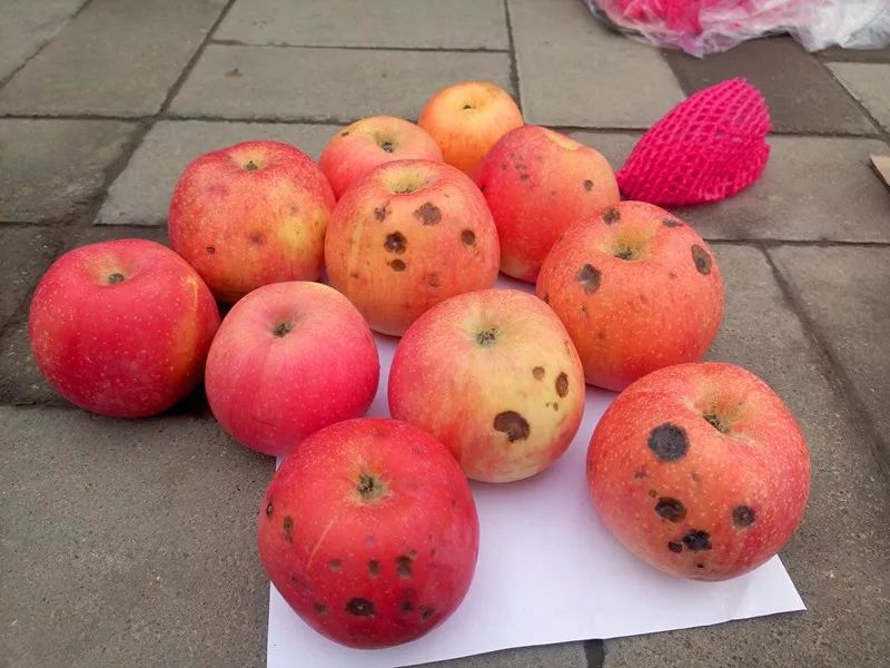 食品中的真菌毒素要怎么檢測(cè)？