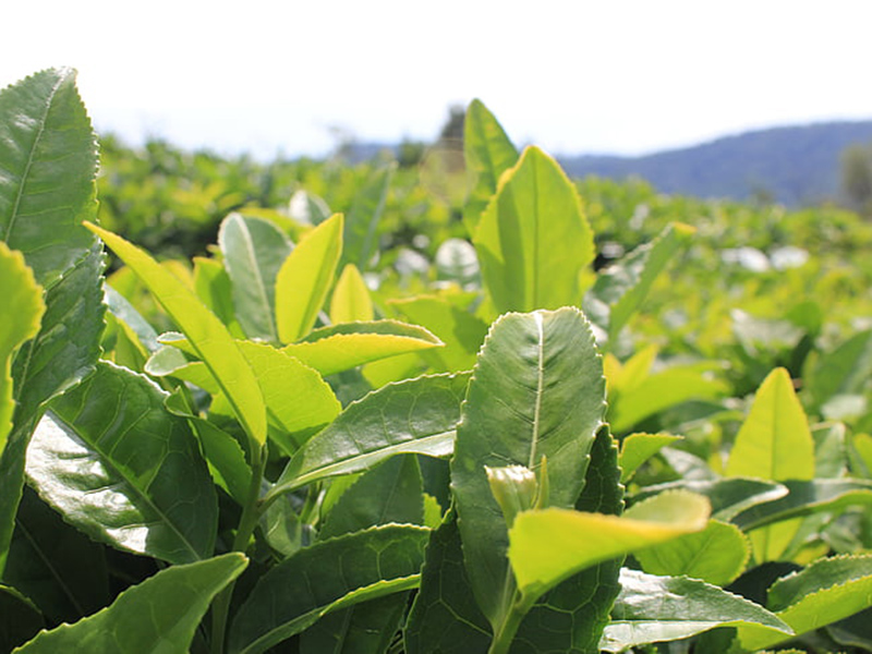 哪款設(shè)備可以精準(zhǔn)檢測植物冠層？