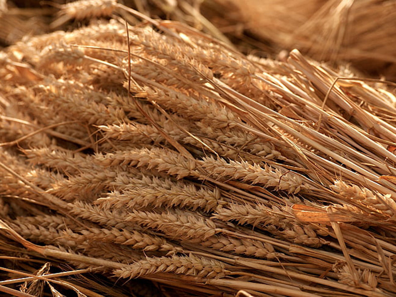 真菌毒素快速檢測儀可實(shí)現(xiàn)快速定量檢測