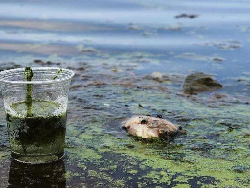水質(zhì)生物毒性檢測儀可以測定工業(yè)排放污水嗎？