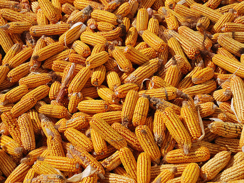 真菌毒素快速檢測(cè)儀測(cè)定糧食是否安全