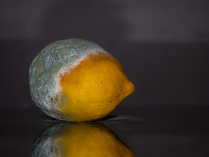 食品中常見(jiàn)的真菌毒素有哪些