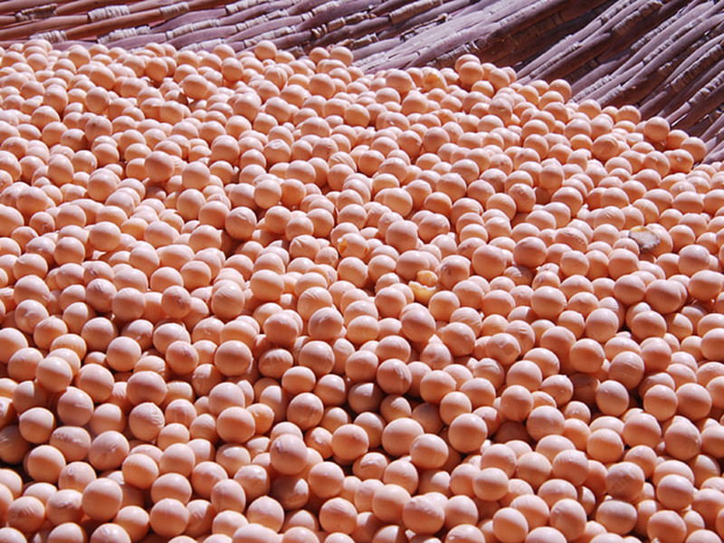 大豆黃曲霉素怎么測(cè)？