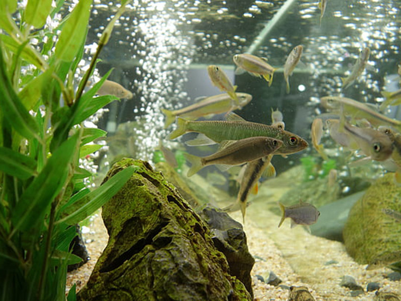 養(yǎng)魚水質(zhì)不好怎么辦？