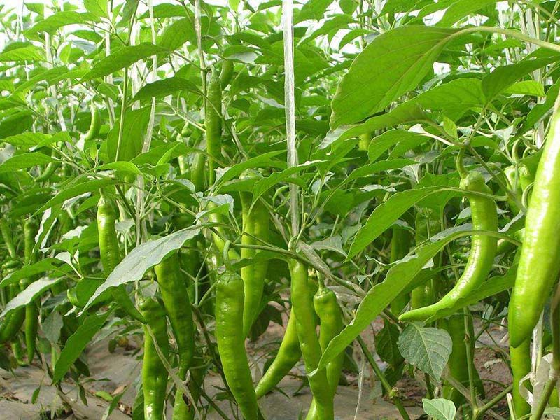 辣椒施肥方法