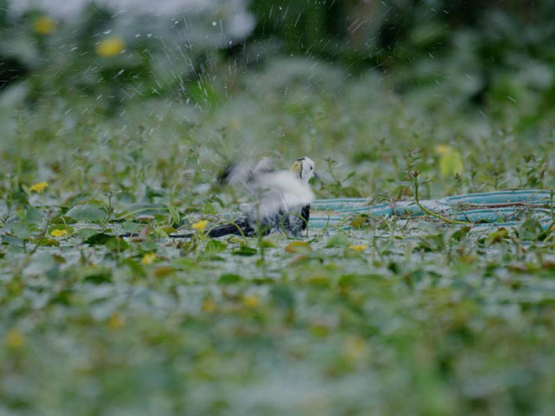 總氮水質(zhì)在線自動監(jiān)測儀原理