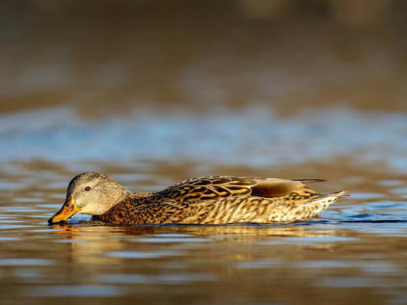 池塘中的氨氮是什么
