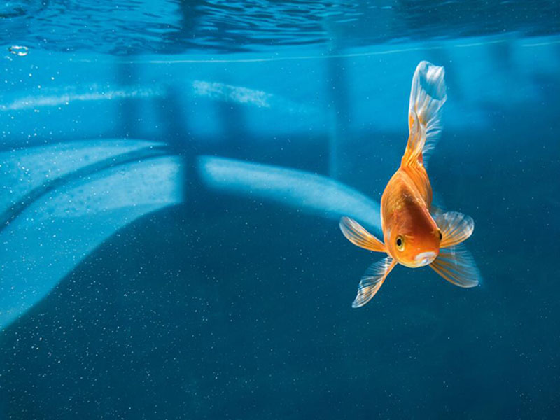 水產(chǎn)養(yǎng)殖溶解氧分析儀電極的標定