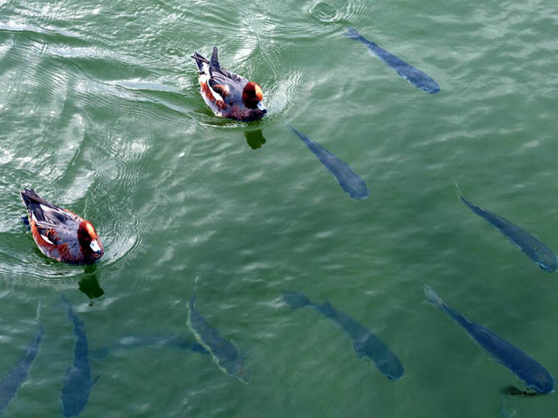 水產(chǎn)養(yǎng)殖水質(zhì)檢測(cè)限值（水產(chǎn)養(yǎng)殖水質(zhì)檢測(cè)常用指標(biāo)）