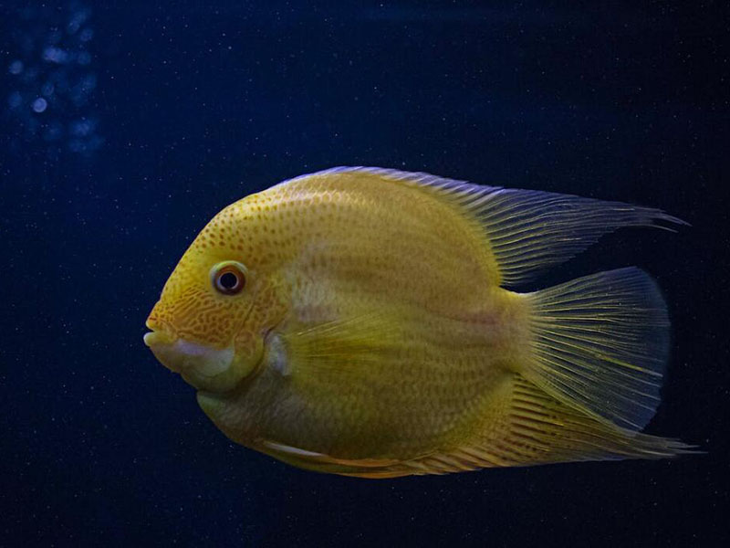 我國農獸藥殘留限量有哪些