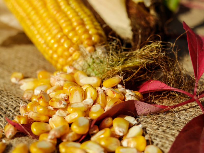 什么是嘔吐毒素