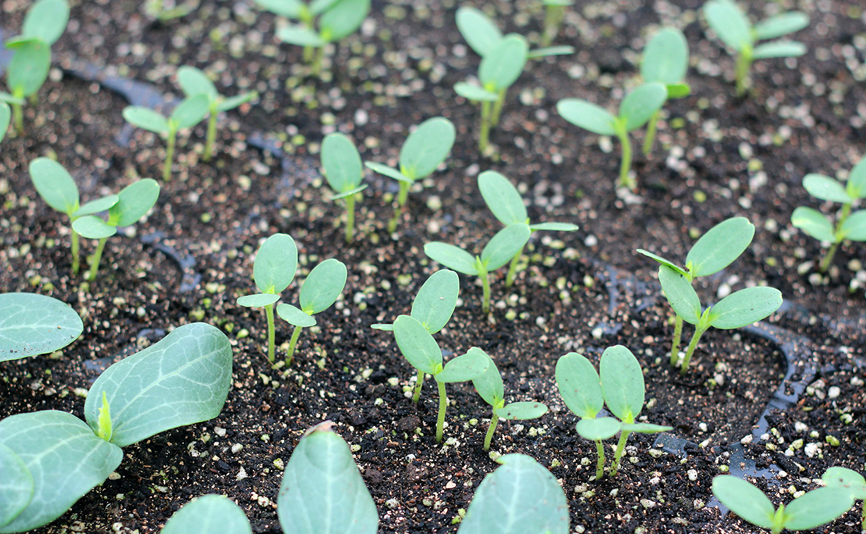 土壤肥料檢測(cè)儀