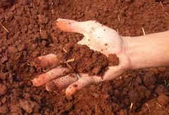 土壤墑情監(jiān)測(cè)儀確保作物健康生長