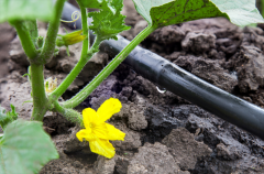 土壤水分測(cè)定儀測(cè)定不同時(shí)期作物需水量