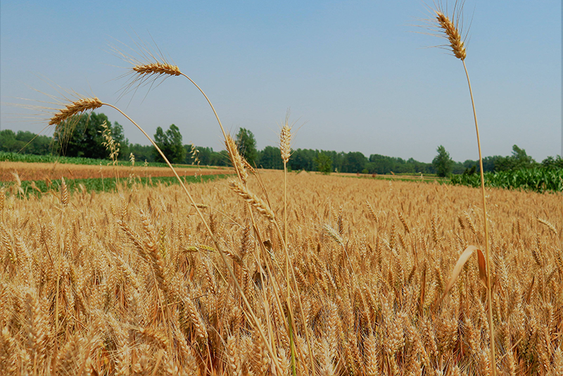 土壤快速測(cè)試儀