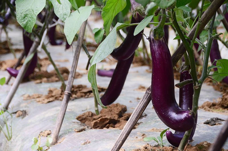 土壤養(yǎng)分檢測(cè)儀