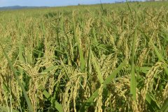 土壤養(yǎng)分測(cè)試儀的使用