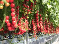 壽光菜博會(huì)開幕，智慧農(nóng)業(yè)不再是夢