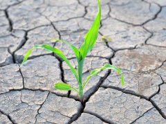 土壤鹽分速測儀，土壤鹽分對作物的影響有多大？