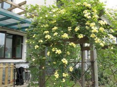 夏季在院子里種這種花，不僅好看還能驅(qū)蚊