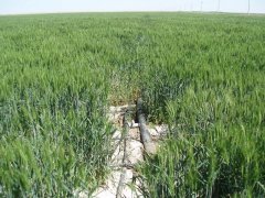 土壤鹽分速測儀，預防鹽堿地