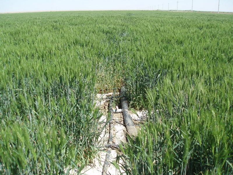 土壤鹽分速測儀，預防鹽堿地