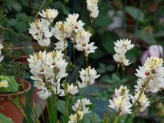 種植玉米百合，光照要合適