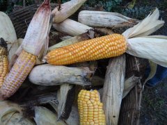 真菌毒素快速檢測(cè)儀快速、準(zhǔn)確定量檢測(cè)